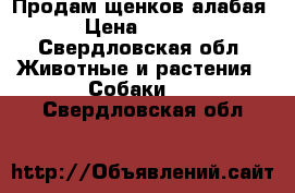 Продам щенков алабая  › Цена ­ 3 000 - Свердловская обл. Животные и растения » Собаки   . Свердловская обл.